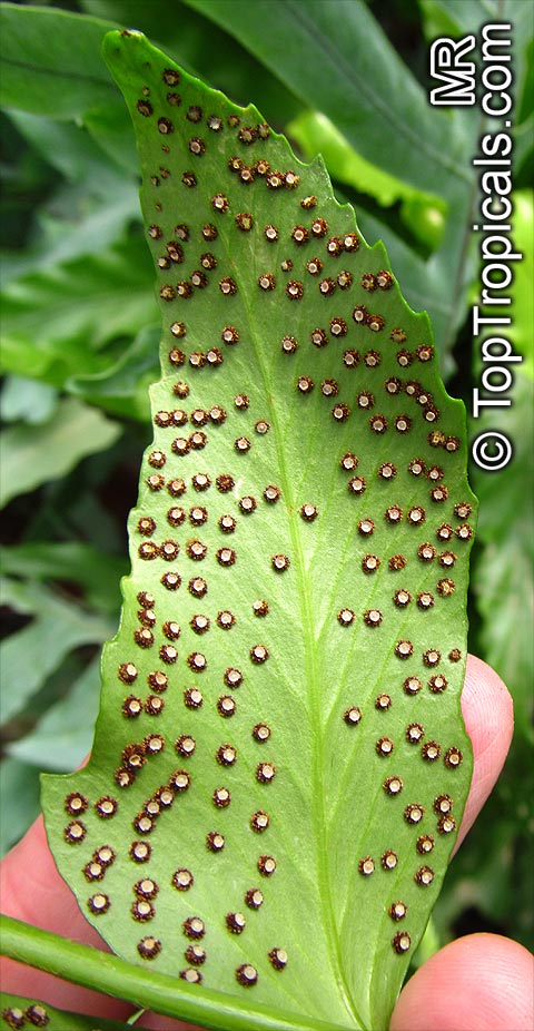 Cyrtomium falcatum , Holly Fern. Cyrtomium falcatum, underside of the sporophyte leaf 