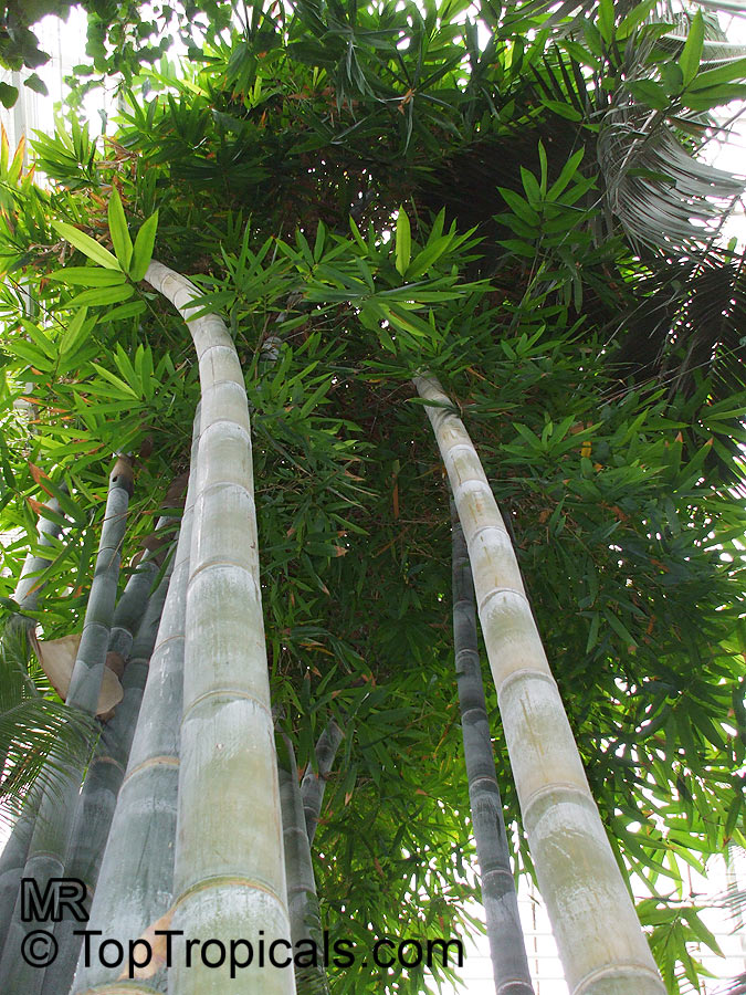 Dendrocalamus giganteus, Bambusa gigantea, Giant Bamboo