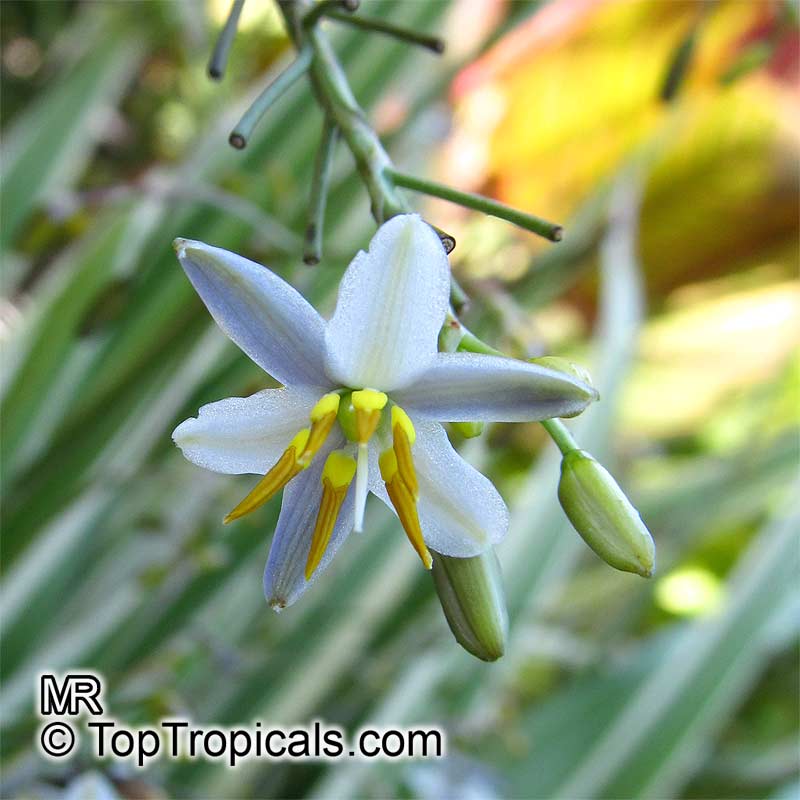 Dianella sp., Flax Lily