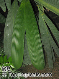 Dicranopygium atrovirens, Carludovica atrovirens, Dicranopygium

Click to see full-size image