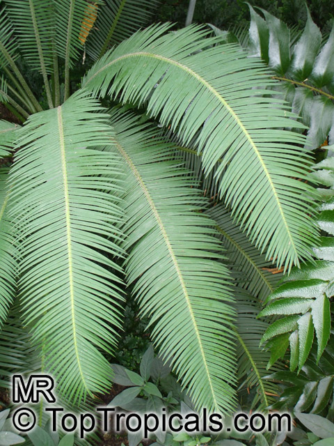 Dioon sp., Virgin Palm. Dioon purpusii