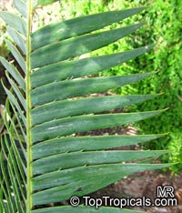 Dioon spinulosum, Giant Dioon, Gum Palm

Click to see full-size image