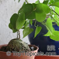 Dioscorea sp., Yam

Click to see full-size image