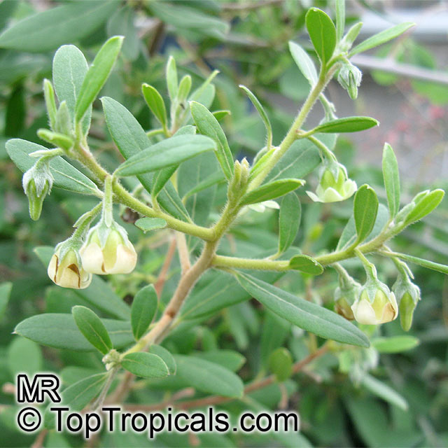Diospyros sp., Persimmon. Diospyros dichrophylla female plant