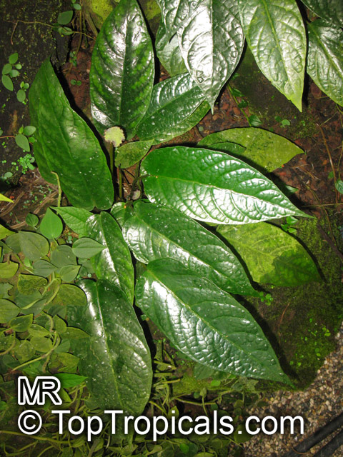 Dorstenia bahiensis, Mattress Button Plant