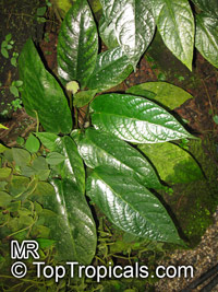 Dorstenia bahiensis, Dorstenia

Click to see full-size image