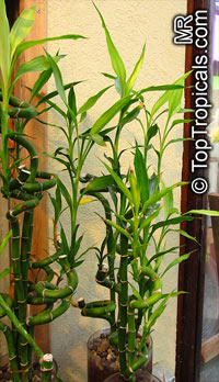 Dracaena sanderiana, Lucky Bamboo, Curly Bamboo, Chinese Water Bamboo

Click to see full-size image