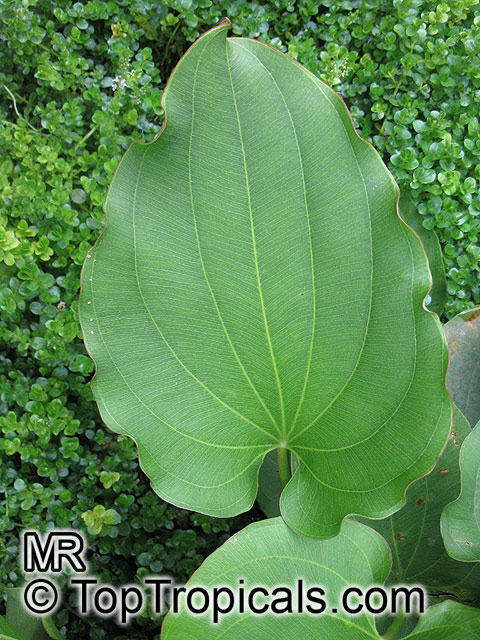 Echinodorus longiscapus, Sword-Plant