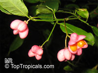Euonymus sp., Euonymus

Click to see full-size image
