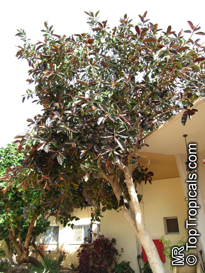 Ficus elastica, Rubber Tree