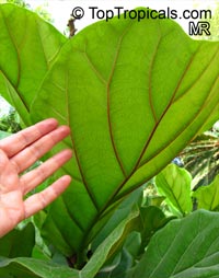 Ficus lyrata - Fiddle-Leaf Ficus

Click to see full-size image