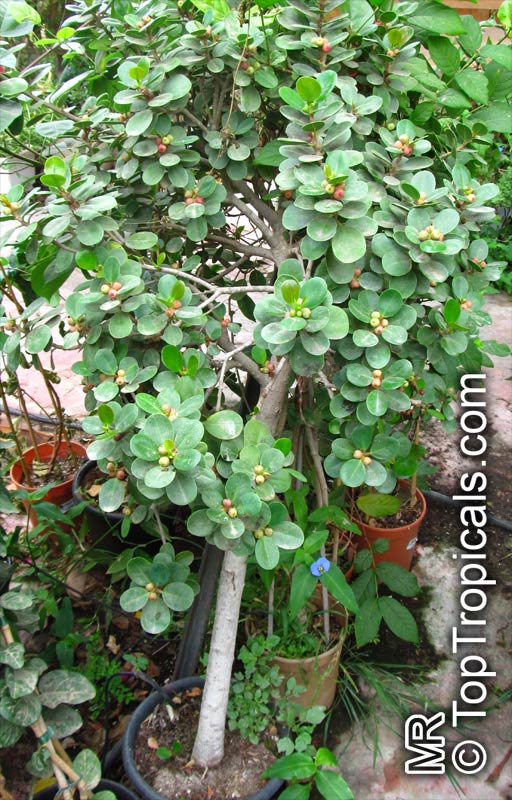 Ficus microcarpa, Ficus nitida, Ficus retusa, Chinese banyan, Indian Laurel. Ficus microcarpa var. fuyuensis (?)