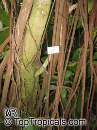 Ficus saussureana, Ficus afzelii, Ficus eriobotryoides, Ficus princeps, Loquat Leaf Fig

Click to see full-size image