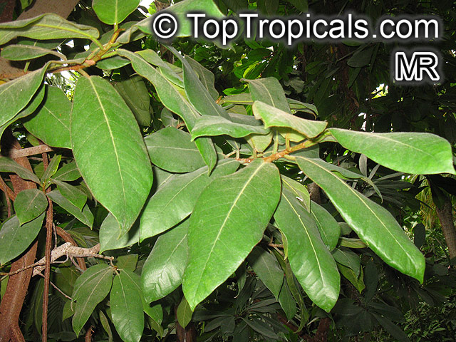 Ficus saussureana, Ficus afzelii, Ficus eriobotryoides, Ficus princeps, Loquat Leaf Fig