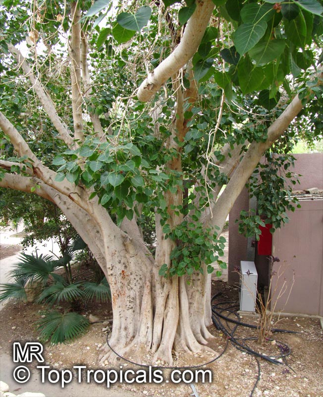 Ficus religiosa, Bo-Tree, Sacred Ficus, Peepal Tree