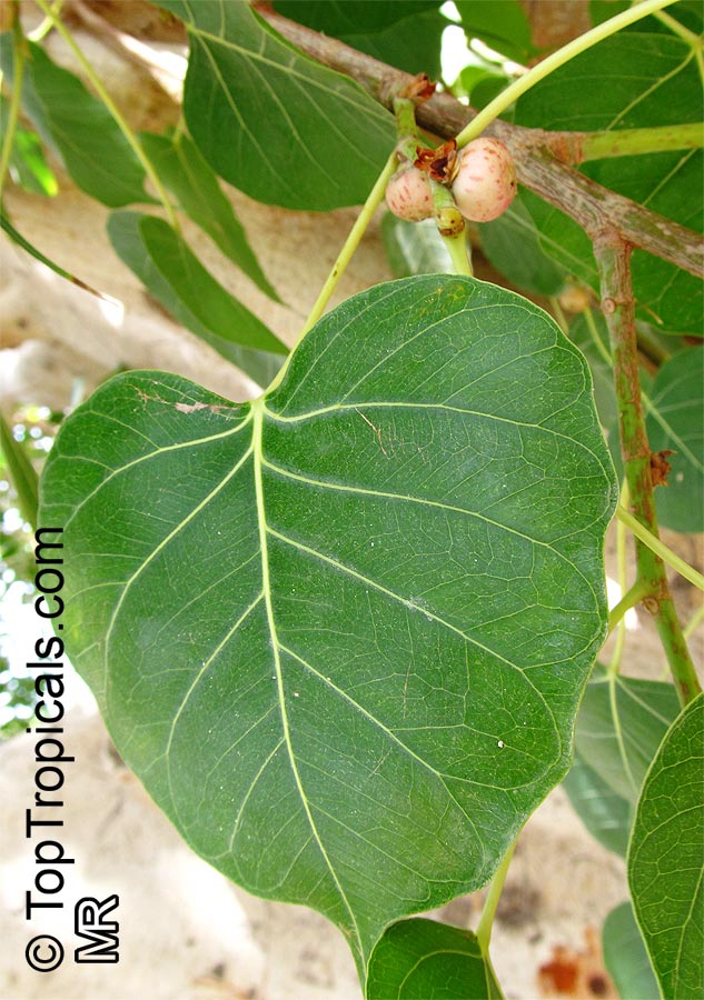 Ficus religiosa, Peepal - seeds