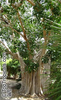 Ficus religiosa, Bo-Tree, Sacred Ficus, Peepal Tree

Click to see full-size image