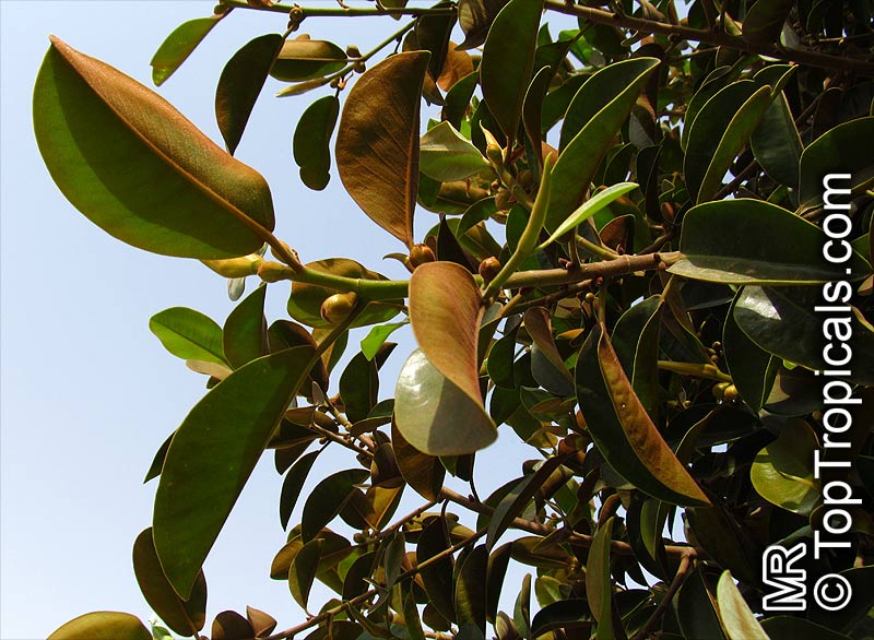 Rare 1 plant Ficus rubiginosa Port Jackson fig 