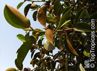 Ficus rubiginosa, Rusty-Leaf Fig, Port-Jackson Fig

Click to see full-size image