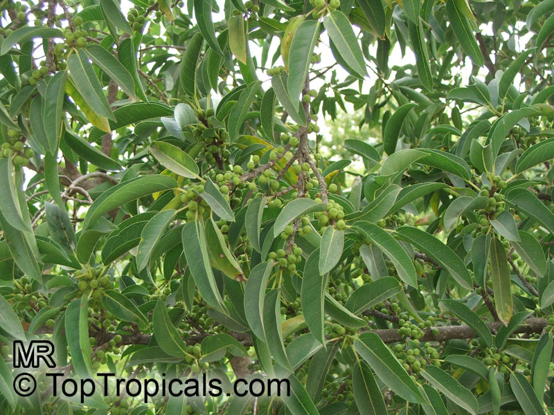Ficus cordata salicifolia, Willow-leafed fig