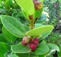 Ficus microcarpa, Ficus nitida, Ficus retusa, Chinese banyan, Indian Laurel

Click to see full-size image