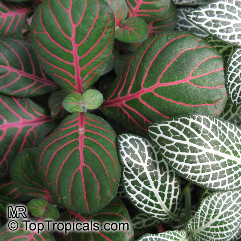 Fittonia albivenis, Fittonia verschaffeltii, Mosaic Plant, Nerve Plant, Painted Net Leaf