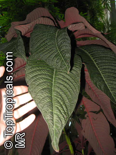 Hoffmannia ghiesbreghtii, Campylobotrys ghiesbreghtii, Taffeta Plant, Strawberry Splash
