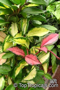 Hoya carnosa variegated - Wax Plant

Click to see full-size image