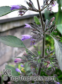 Hygrophila corymbosa, Nomaphila stricta, Temple Plant, Starhorn, Giant Hygrophila

Click to see full-size image