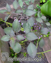 Hygrophila corymbosa, Nomaphila stricta, Temple Plant, Starhorn, Giant Hygrophila

Click to see full-size image