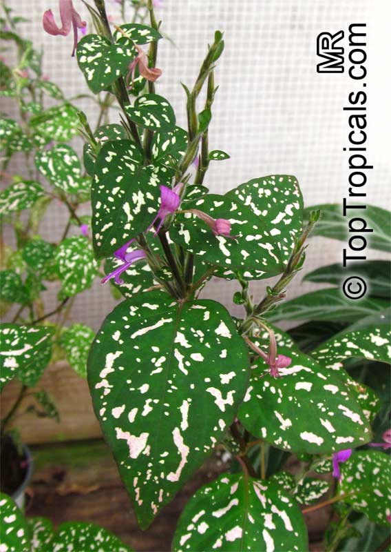 Hypoestes phyllostachya, Hypoestes sanguinolenta, Polka Dot plant