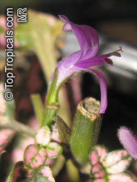 Hypoestes phyllostachya, Hypoestes sanguinolenta, Polka Dot plant

Click to see full-size image