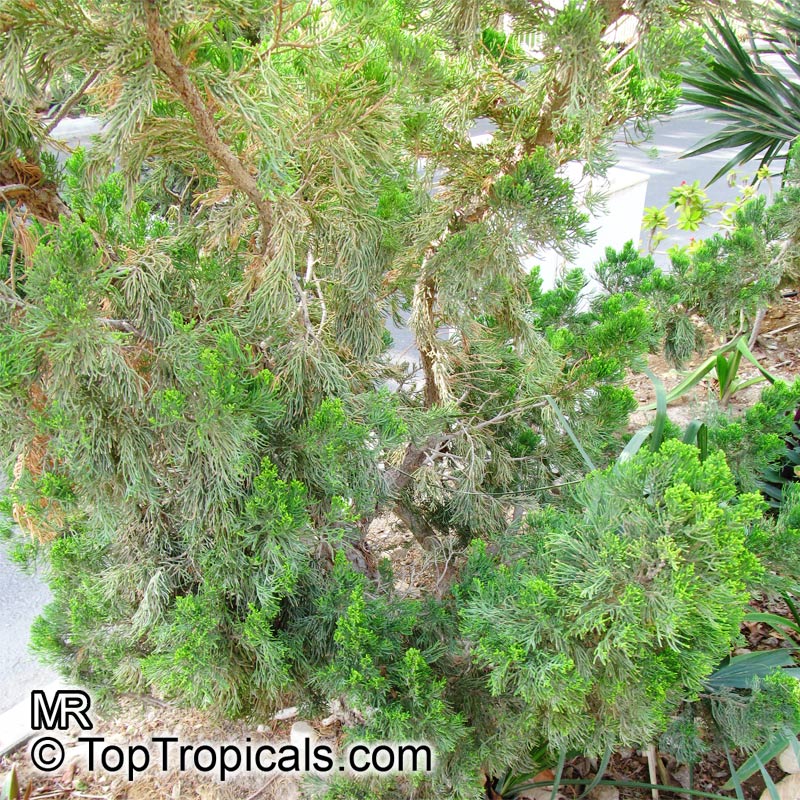 Juniperus chinensis , Chinese juniper