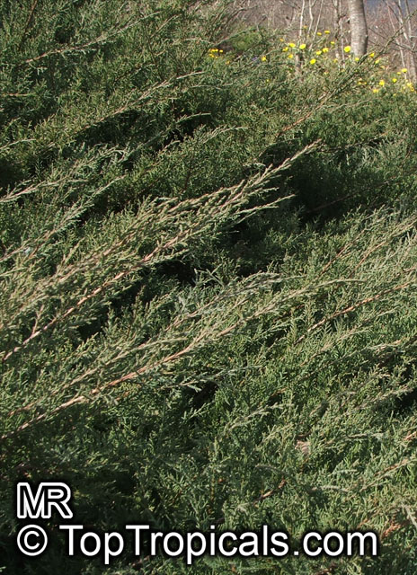 Juniperus sp., Juniper