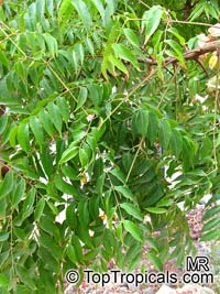 Koelreuteria bipinnata, Chinese Flame Tree, Chinese Golden Rain Tree

Click to see full-size image