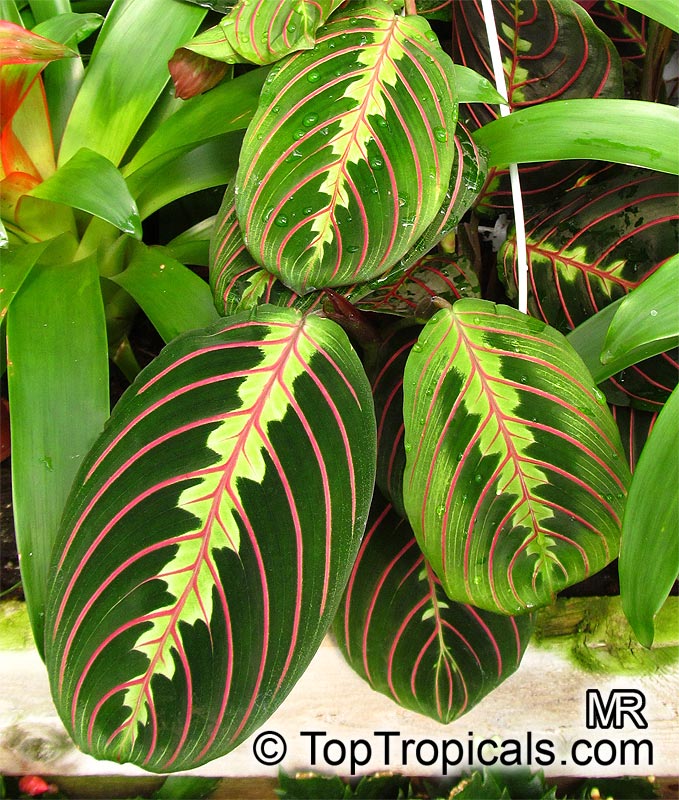 Maranta leuconeura, Prayer Plant