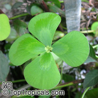 Marsilea mutica, Waterclover

Click to see full-size image