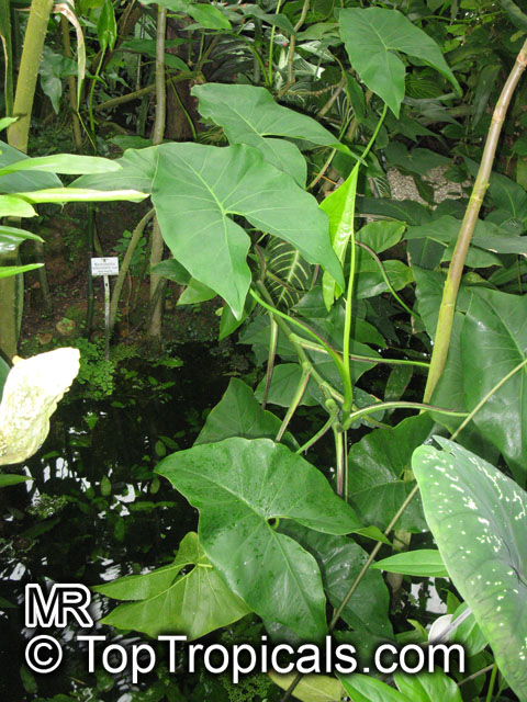 Montrichardia arborescens, Arum arborescens , Mocou Mocou