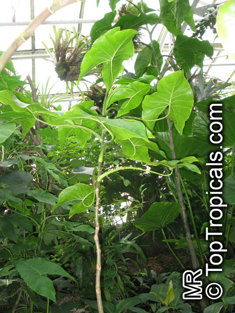 Montrichardia arborescens, Arum arborescens , Mocou Mocou