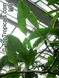Montrichardia arborescens, Arum arborescens , Mocou Mocou

Click to see full-size image