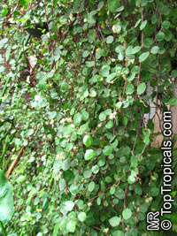 Muehlenbeckia complexa, Maidenhair Vine