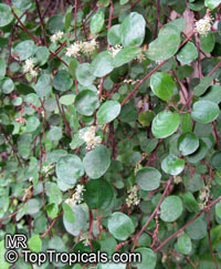 Muehlenbeckia complexa, Maidenhair Vine

Click to see full-size image