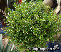 Muehlenbeckia complexa, Maidenhair Vine