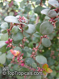 Myrsine africana, Cape Myrtle, African Boxwood

Click to see full-size image