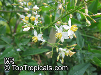 Nandina domestica, Heavenly bamboo

Click to see full-size image