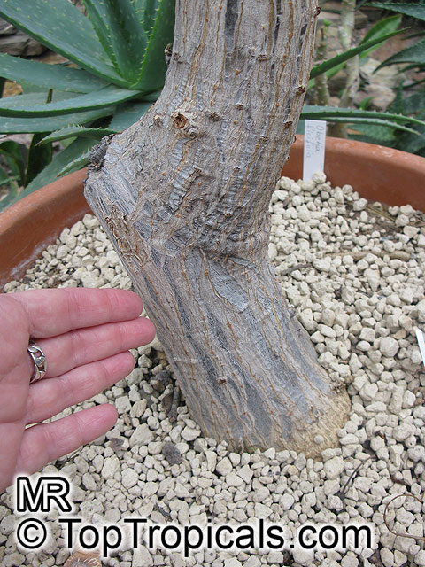 Obetia ficifolia, Urtica ficifolia, Bois d'ortie