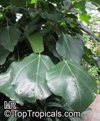 Oreopanax capitatus, Picon Tree

Click to see full-size image
