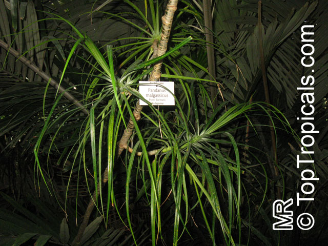 Pandanus sp., Screw Pine, Screw Palm. Pandanus malgassicus