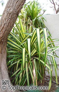 Pandanus sp., Screw Pine, Screw Palm

Click to see full-size image