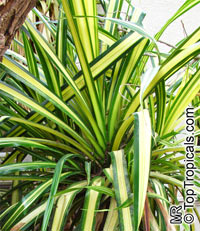 Pandanus veitchii, Dwarf Variegated Screw Pine

Click to see full-size image